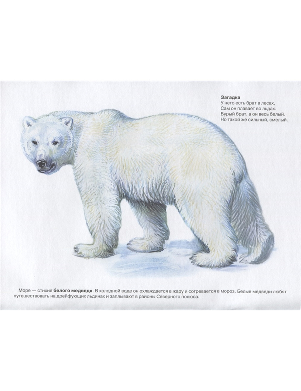 Дидактический материал животные Арктики